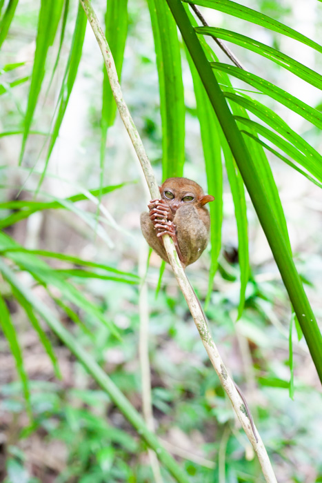 世界最小メガネザルと対面 穴場のボホール島最新ネイチャーパーク 子連れでフィリピン Hitomi Kosaka Photograph